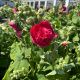 Hollyhock Chater's Double Scarlet