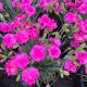 Dianthus Tickled Pink