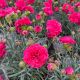 Dianthus Fruit Punch Raspberry Ruffles