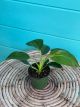 Philodendron Birken 4