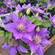 Clematis Bijou