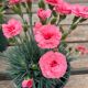 Dianthus First Scent Romance
