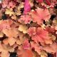 Coral Bells Caramel