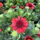 Blanket Flower Spintop Red
