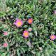 Ice plant Jewel Desert Rose Quartz