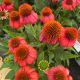 Coneflower Firefinch