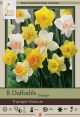 Narcissus Trumpet Mix 7PK