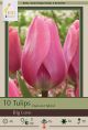 Tulip Big Love 7 PK