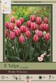 Tulip Pretty Princess 7PK
