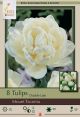 Tulip Mount Tacoma 7PK