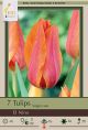 Tulip El Nino 7 PK