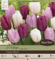 Tulip Dutch Prince Mix 16PK