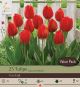 Tulip Van Eijk 16PK