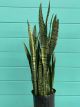 Sansevieria  Zeylanica 10