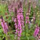 Salvia Pink Profusion