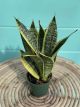 Sansevieria Laurenti 4