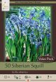 Scilla Siberian 40PK