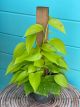 Pothos Neon Totem 6