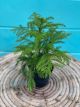 Norfolk Island Pine 4