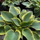 Hosta First Frost