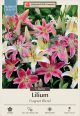 Lilium Oriental Fragrant 5pk