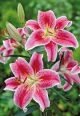 Lilium Oriental Stargazer 6pk