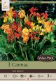 Canna Lily Tall Blend 3PK