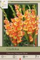 Gladiolus Princess Margaret Rose 10PK