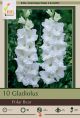 Gladiolus Polar Bear 10PK