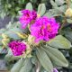 Rhododendron Dandy Man Purple