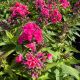 Phlox Volcano Ruby