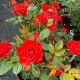 Rose Mini Autumn Sunblaze