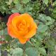 Rose Floribunda Sunset Horizon