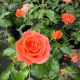 Rose Floribunda Mango Veranda