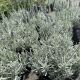 Lavender Silver Mist
