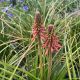Red Hot Poker Poco Red