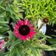 Coneflower Dark Shadows Wicked