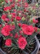 Dianthus Early Bird Chili