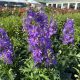 Delphinium Delgenius Breezin'