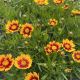 Coreopsis Lil' Bang Daybreak