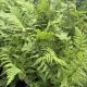 Fern Athyrium Lady in Red
