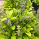 Ajuga Feathered Friends Cordial Canary