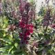 Lobelia Starship Burgundy