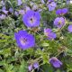 Geranium Azure Rush