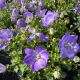 Bellflower Rapido Blue
