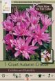 Colchicum Water Lily 1PK