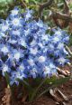 Chionodoxa Blue Giant 20PK