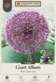 Allium Red Star 8PK
