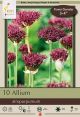 Allium Atropurpureum 10PK