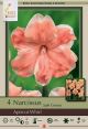 Narcissus Apricot Whirl 4PK